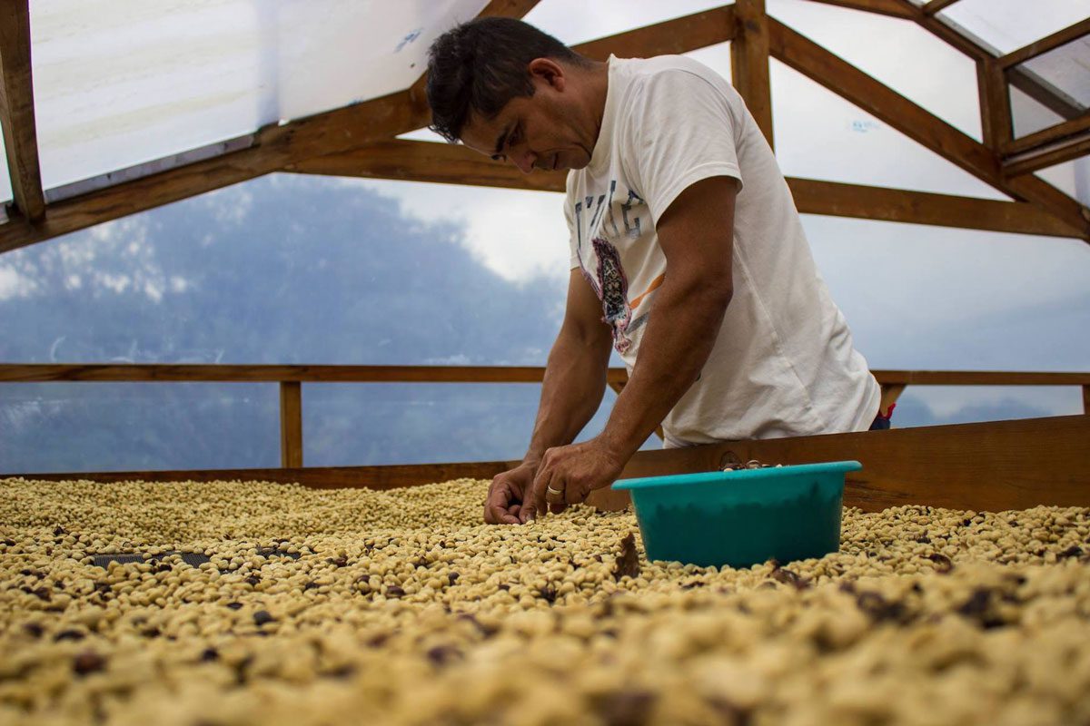 The Role of Coffee in the Honduran Economy - Subida Coffee