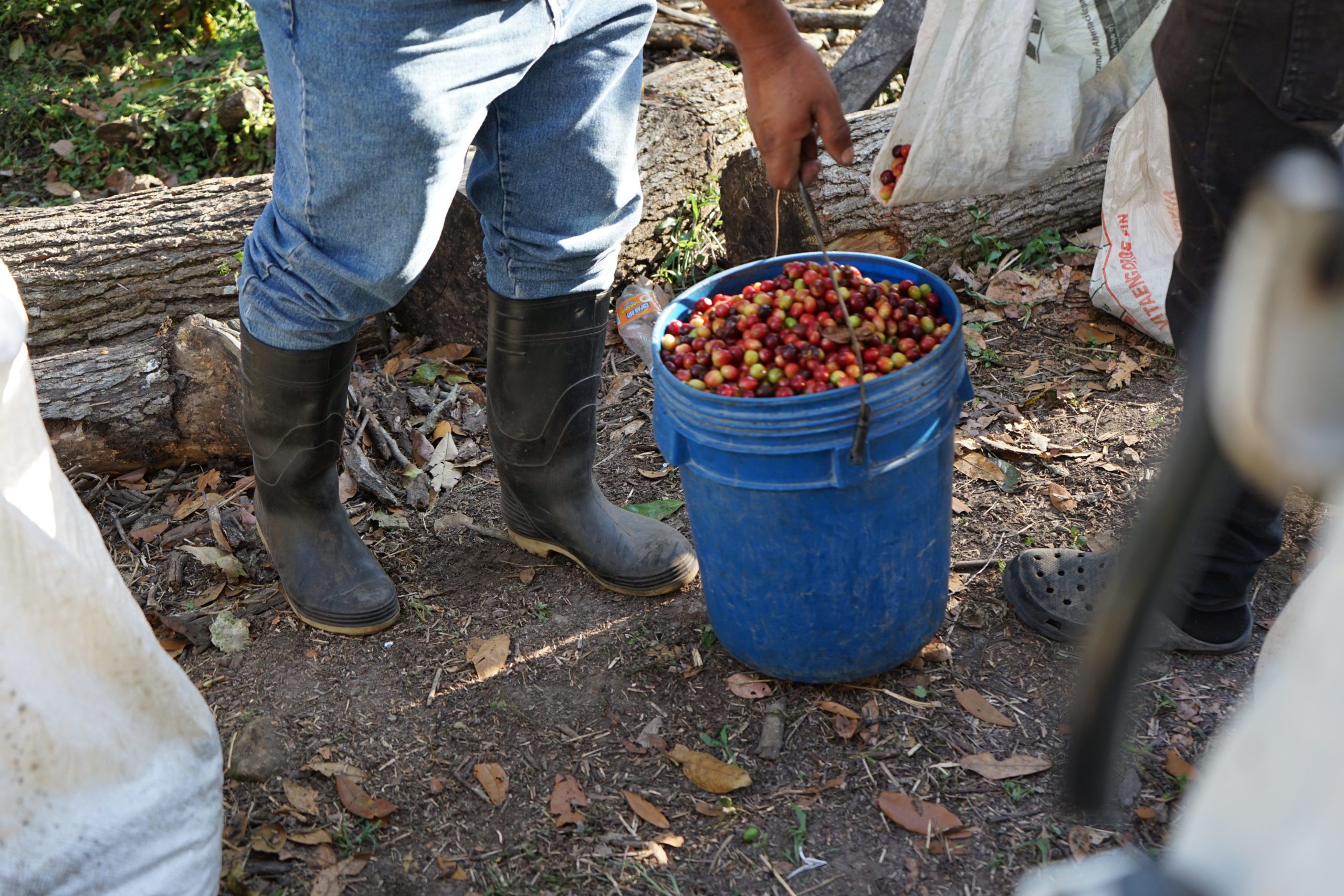 Honduras Coffee and the History of Western Honduras - Subida Coffee